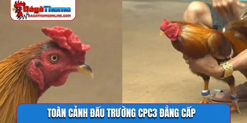 Toàn cảnh đấu trường CPC3 đẳng cấp
