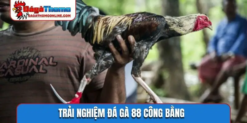 Trải nghiệm đá gà 88 công bằng