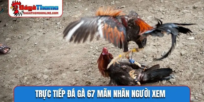 Trực tiếp đá gà 67 mãn nhãn người xem