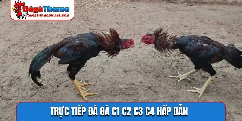 Trực tiếp đá gà C1 C2 C3 C4 hấp dẫn