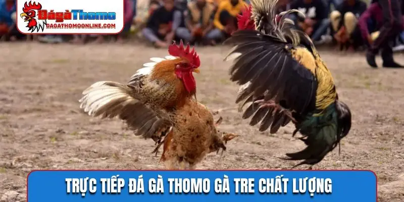 Trực tiếp đá gà Thomo gà tre chất lượng