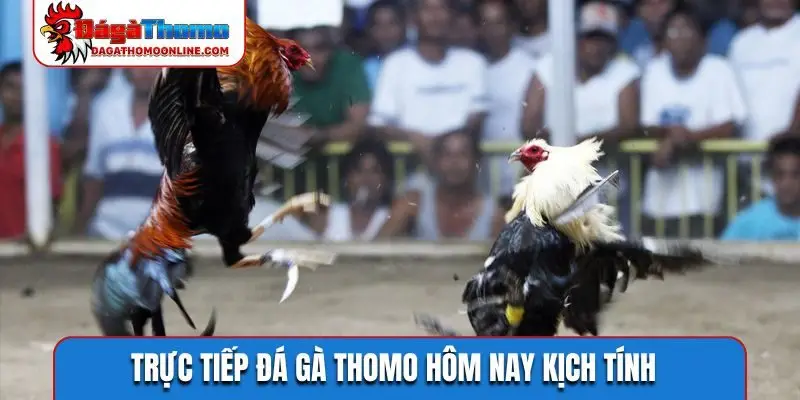 Trực tiếp đá gà Thomo hôm nay kịch tính