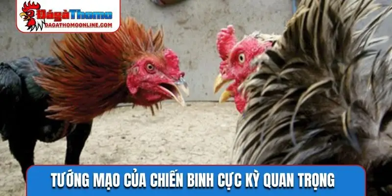 Tướng mạo của chiến binh cực kỳ quan trọng