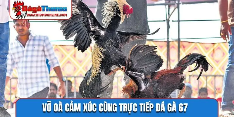 Vỡ oà cảm xúc cùng trực tiếp đá gà 67