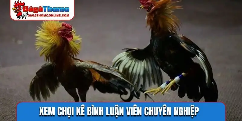 Xem chọi kê bình luận viên chuyên nghiệp